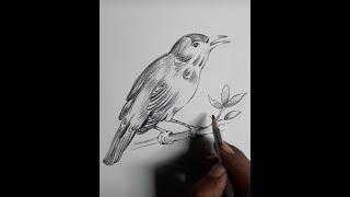 🩸Nightingale Bird #sketch  #shortsvideo #dhruwadrawingacademy  #shortsvideoviral  #drawing