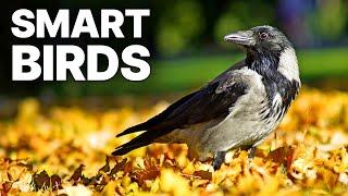 The Skills Of Smart Birds | DOCUMENTARY