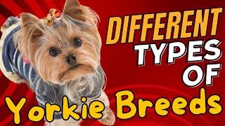 Different Types of Yorkie Breeds 