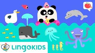 SEA ANIMALS for Kids  VOCABULARY, SONGS and GAMES | Lingokids