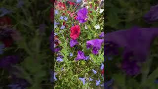 Flower that went on forever #diversionaltherapyscotland #relaxation #nature