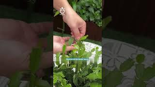 I caught the tip of the christmas cactus #garden #gardentips #gardening #viral #foryou #gardencare
