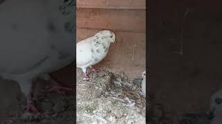 Beautiful flyer pair #kabootar #pigeon #pigeonlanding