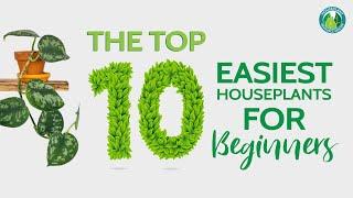 Top 10 Easiest Houseplants for Beginners | Houseplant Resource Center