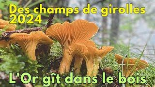 Des champs de girolles ! L'Or gît dans le bois ! #girolles #champignons