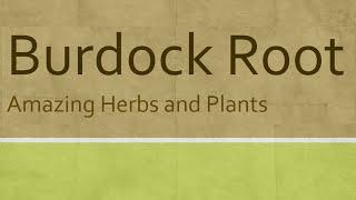 Burdock root Health Benefits - Health Benefits of Burdock root - Amazing Herbs and Plants