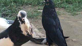 Amazing bird eagle #pakistani #bigbirds