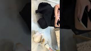 백숙 아니고 누렁이임 #강아지쇼츠#dogshorts#pomeranian#곰돌이컷#강아지미용#dogvideos#포메라니안#pets#puppy#cutedog#shortsvideo
