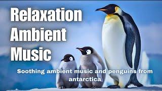 Relaxing & Healing ambient music | Penguins of the Antarctic | Calming | Penguin sounds #antarctica