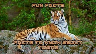 FACTS to KNOW about TIGERS: Nature Unleashed!!! #shorts #facts