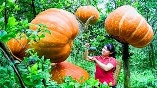 How to Harvest Pumpkin, Goes To Market Sell - Harvesting and Cooking |Tieu Vy Daily Life