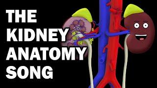 KIDNEY ANATOMY SONG