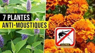 7 Plantes Efficaces pour Faire FUIR les MOUSTIQUES !