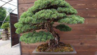 Italian Bonsai Dream Museum