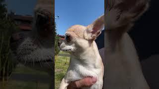 You are my favorite dog #funny #puppy #pets #cute #cutedog