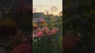 Мадемуазель Мейян(Mademoiselle Meilland)