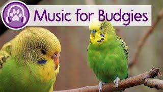  Relax My Budgie | Expert Created music to Calm Your Budgie | Parakeet Music 