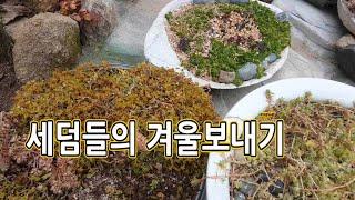 난방없이 세덤 추운겨울 보내기 succulent plant 친절한광자씨