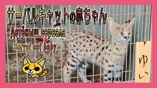 【１駅分の癒し】【4K】サーバルキャットの赤ちゃん　Детёныш сервала Serval cat baby