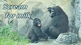 Little gorilla Ringo's scream for milk & D'jeeco family in riany day / 小Ringo為喝奶而尖叫 & 迪亞哥家族的下雨天