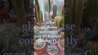 How I WAKE UP MY CACTUS COLLECTION IN SPRING from their winter dormancy #cactus #cactiandsucculents