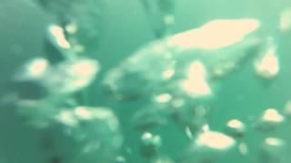 spearfishing spanish mackerel פלמידה צלילה חופשית