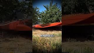 체리가 터진다, 단 20초의 수확법