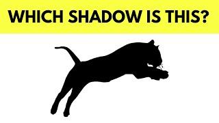 Animal Shadow Guessing Challenge ! | Fun Eye Test Game!