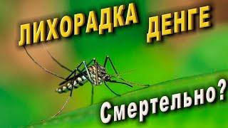 Лихорадка денге: симптомы, лечение, профилактика. История болезни.