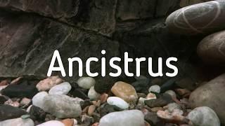 Ancistrus