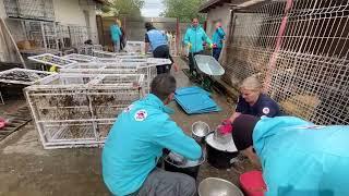 Animal Society - intervenție în Adăpostul Public de Animale Biobaza Constanța - mai 2023