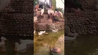 #Duck #swim#birds#ponds#zoo#zooanimals#birdsaviary#multizoo#youtubeshorts#youtube#short#HzlZfunclub