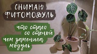 Снимаю фитомодуль | Что стало со стеной? Чем заменила модуль?