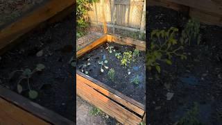 Planting some Brussels and tomatoes  in raised garden bed. #florida #garden #backyardfarming #living