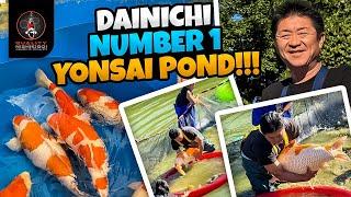 DAINICHI BEST 4YR OLD KOI!!