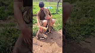 The kindest wolves! #wolf #animals #dogs #puppy #sweet #wolfdog