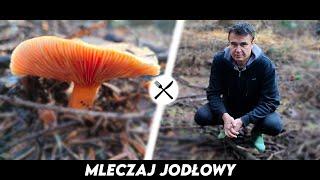 Mleczaj Jodłowy - pośród jodeł szukajcie brata rydza!