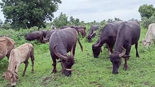 Buffalo Videos with Buffalo Sounds | Amazing Buffaloes | Buffalo and Cow Videos