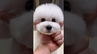 똑똑한 강아지 부르는방법  #아라 #미소아라tt