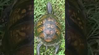 Turtle marathon