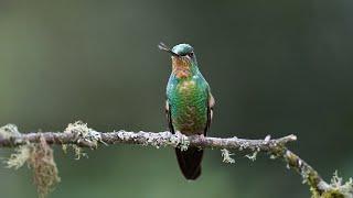 Birding at Zuro Loma Preserve, Ecuador