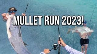 MULLET RUN 2023!! MADNESS FROM THE SURF! SNOOK, TARPON, SHARKS, AND MORE!