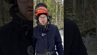 Сравнение бензопилы Husqvarna и ZimAni от лесоруба #zimani #husqvarna #stihl #бензопила