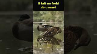 Il fait un froid de canard  french expression 019 - French Learning