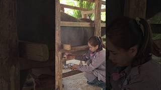 Дойка Buffalo #дойка #молоко #milk #лаос #Laos #луангпрабанг