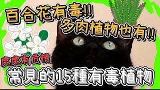 15種對貓有毒的居家植物，劇毒的有不少！【貓咪冷知識ep3】