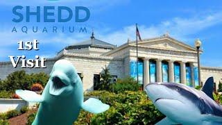 Shedd Aquarium 1st Visit | Chicago