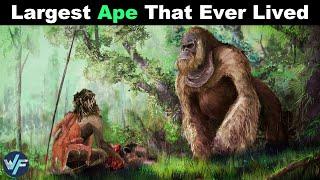 GIGANTOPITHECUS -  The Largest Ape That Ever Lived