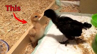 The REAL secret to chick happiness!