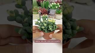 Beginner's Succulent Care: How to Repot Succulent Plants